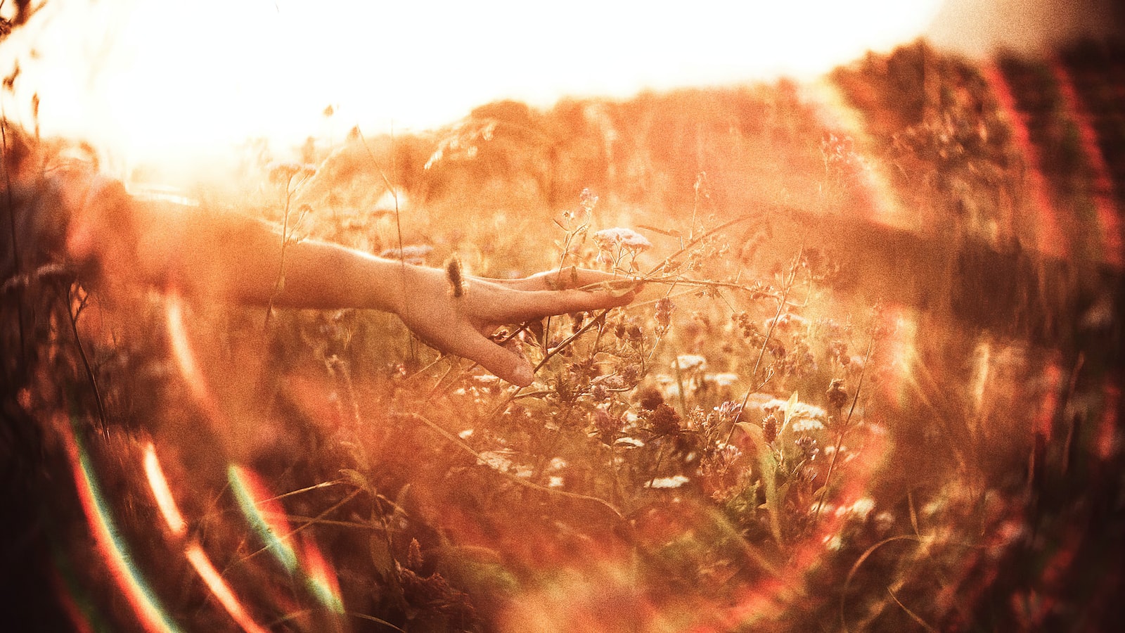 persons hand on brown grass